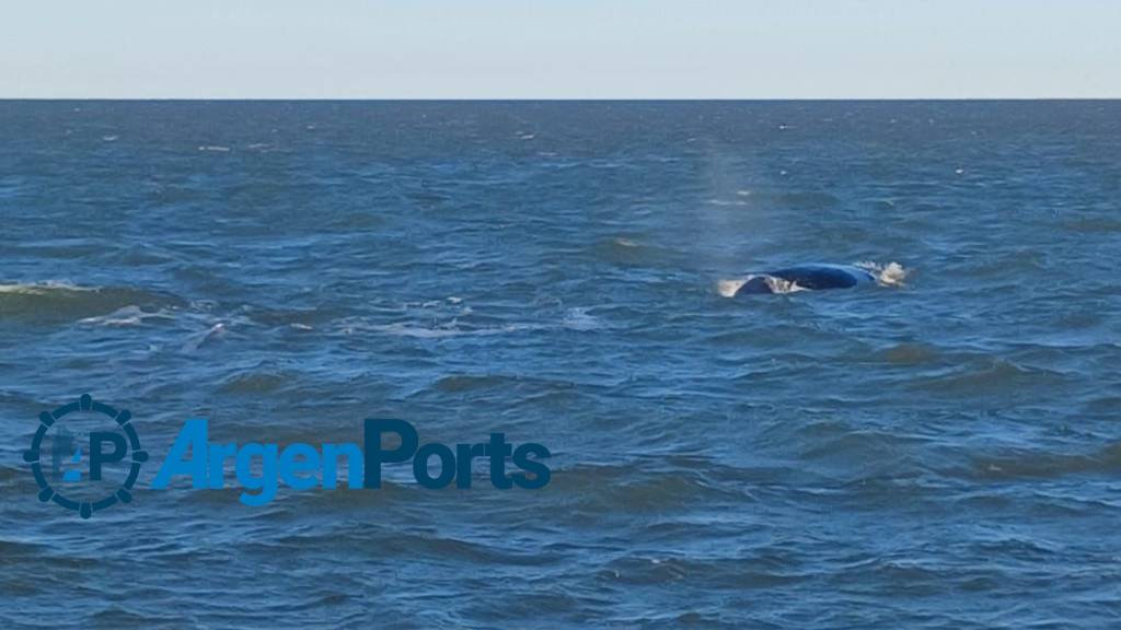 ballenas puerto bahia blanca